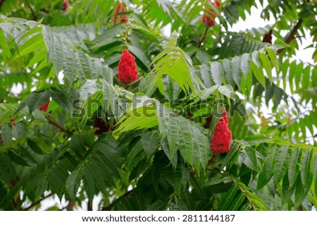Sumac tree. Velvet drupe clusters and bright green foliage background. Red fruit cones on rhus shrub branches under soft daylight outdoor