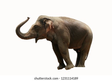 Sumatra elephant ( elephas maximus sumatrensis) isolated on white