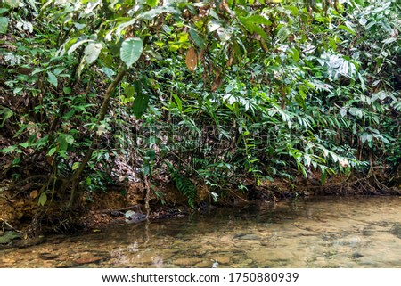 Sumatra jungle small stream of water