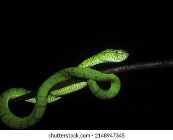 Sumatra Pit Viper (Trimeresurus sumatranus) is a venomous snake with green scales and a reddish tail at the end.