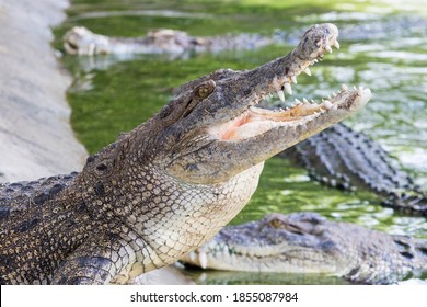 Crocodylus の画像 写真素材 ベクター画像 Shutterstock