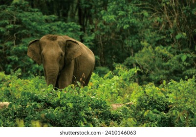 a Sumatran elephant amongst a very green and fresh garden - Powered by Shutterstock