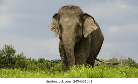 The Sumatran elephant (Elephas maximus sumatranus) is a subspecies of Asian elephant, one of two elephant species in the world. - Powered by Shutterstock