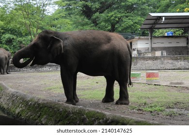 The Sumatran Elephant Is The Largest Mammal Species Whose Existence Is Threatened With Extinction In Indonesia, Its Population Is Always Decreasing Due To Illegal Hunting.