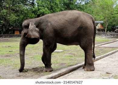 The Sumatran Elephant Is The Largest Mammal Species Whose Existence Is Threatened With Extinction In Indonesia, Its Population Is Always Decreasing Due To Illegal Hunting.