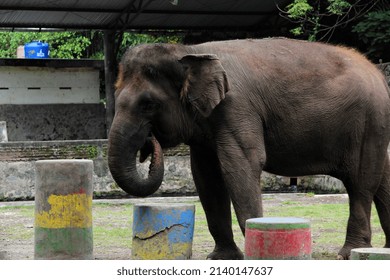 The Sumatran Elephant Is The Largest Mammal Species Whose Existence Is Threatened With Extinction In Indonesia, Its Population Is Always Decreasing Due To Illegal Hunting.