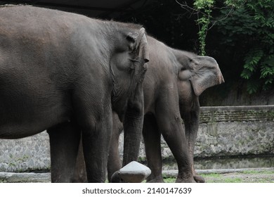 The Sumatran Elephant Is The Largest Mammal Species Whose Existence Is Threatened With Extinction In Indonesia, Its Population Is Always Decreasing Due To Illegal Hunting.