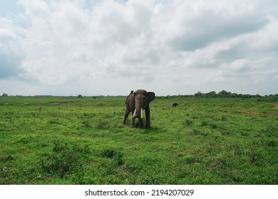 A Sumatran Elephant In The Meadow