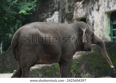 The Sumatran elephant is a subspecies of the Asian elephant that only lives on the Island of Sumatra.[1]  Sumatran elephants are smaller than the Indian elephant subspecies.  Its population is decreas