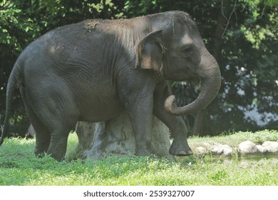 a sumatran elephant playing in the field in the morning - Powered by Shutterstock