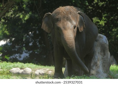 a sumatran elephant playing in the field in the morning - Powered by Shutterstock