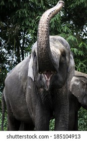 Sumatran Elephant Waved