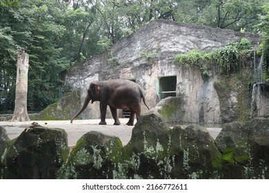 A Sumatran Elephant In A Zoo