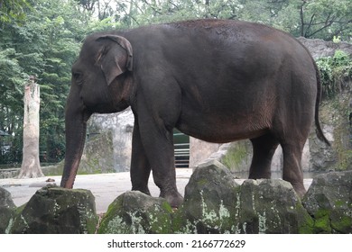 A Sumatran Elephant In A Zoo