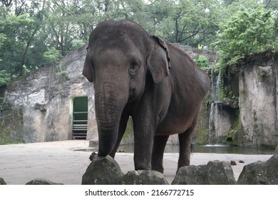 A Sumatran Elephant In A Zoo