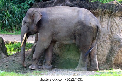 Sumatran Elephanta Subspecies Asian Elephant Stock Photo 612274631