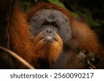 Sumatran orangutan big male in its whole beauty. Amazing sumatran jungle. Beautiful sumatran wildlife. Adventure paradise. Rare  and endangered species. Pongo abelii.