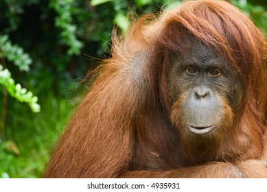 Sumatran Orangutan Close-up