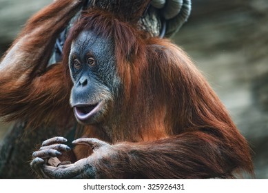 Sumatran Orangutan. Mama