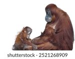 Sumatran orangutan on a white background copy text space