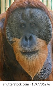 The Sumatran orangutan (Pongo abelii)