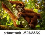 Sumatran orangutan in its whole beauty. Amazing sumatran jungle. Beautiful sumatran wildlife. Adventure paradise. Rare  and endangered species. Pongo abelii.