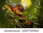 Sumatran orangutan in its whole beauty. Amazing sumatran jungle. Beautiful sumatran wildlife. Adventure paradise. Rare  and endangered species. Pongo abelii.