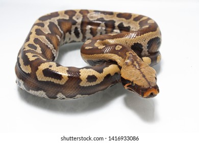 Sumatran Red Blood Python Python Curtis Stock Photo 1416933086 ...