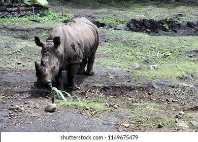 Sumatran Rhino Eating Plants