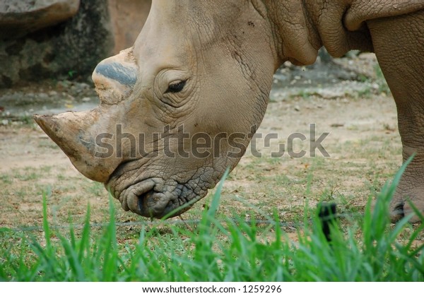 Sumatran Rhino Eating Some Grass More Stock Photo (Edit Now) 1259296