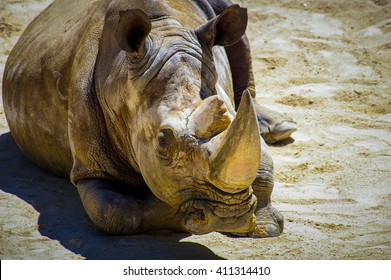 Sumatran Rhino Resting