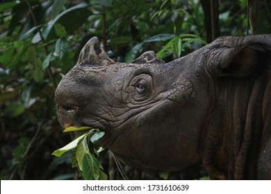 Sumatran Rhino (  Sumatran Rhinoceros)