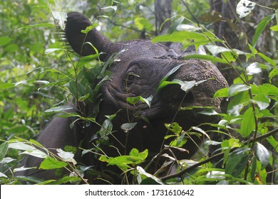 Sumatran Rhino (  Sumatran Rhinoceros)