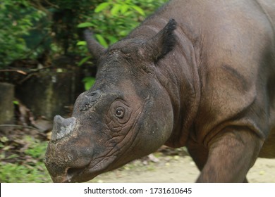 Sumatran Rhino (  Sumatran Rhinoceros)