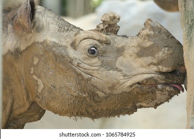 Sumatran Rhino At The Zoo