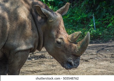 Sumatran Rhinoceros Close Up