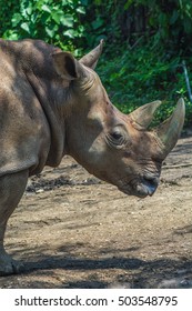 Sumatran Rhinoceros Close Up