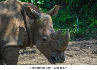 Sumatran Rhinoceros Close Up