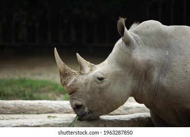 The Sumatran Rhinoceros Is The Last Species Of Rhinoceros That Still Exists In Malaysia.