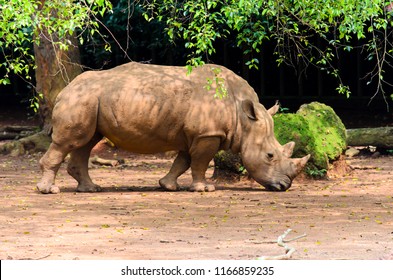 Sumatran Rhinoceros At Safari