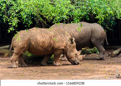 Sumatran Rhinoceros At Safari