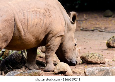 Sumatran Rhinoceros At Safari