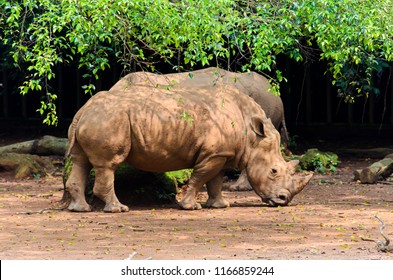 Sumatran Rhinoceros At Safari