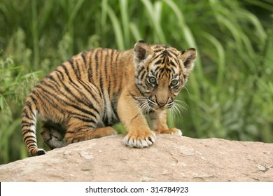 Sumatran Tiger