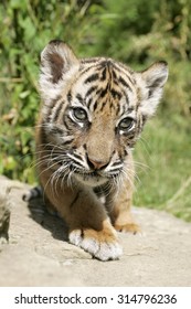 Sumatran Tiger