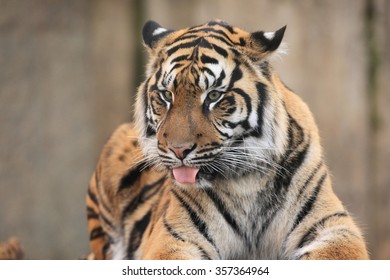 Sumatran tiger