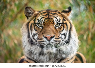 sumatran tiger close up of its beauafull face
