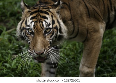 Sumatran Tiger Eye Contact