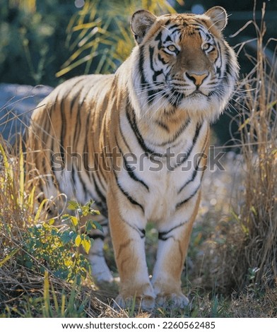 Sumatran tiger eyes staring at camera
