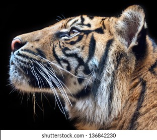 sumatran tiger face profile in color with black background
